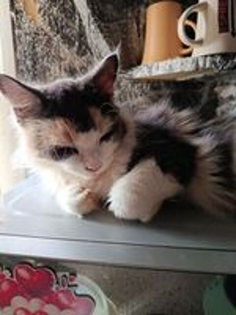   Maine coon  