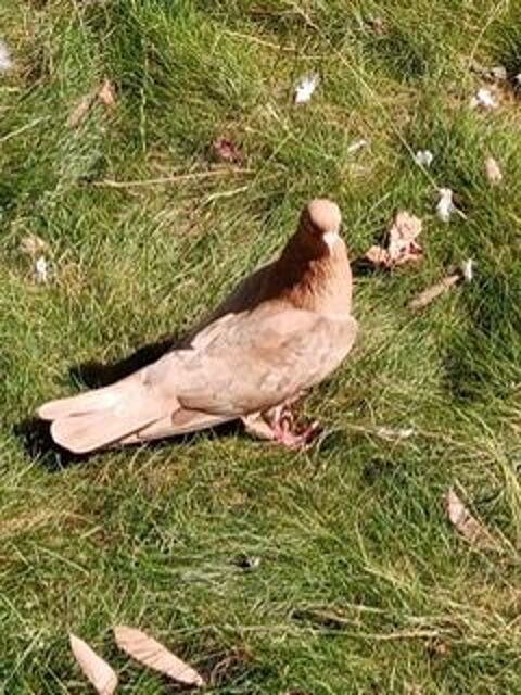 RECHERCHE MALE PIGEON ROULEUR AU SOL 0 85320 Mareuil-sur-lay-dissais