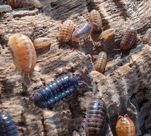 Armadillidium vulgare santa lucia 17430 Saint-hippolyte