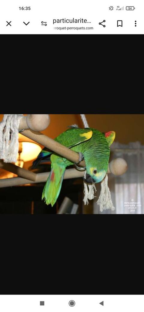 Pationné perroquet 0 16000 Angoulme