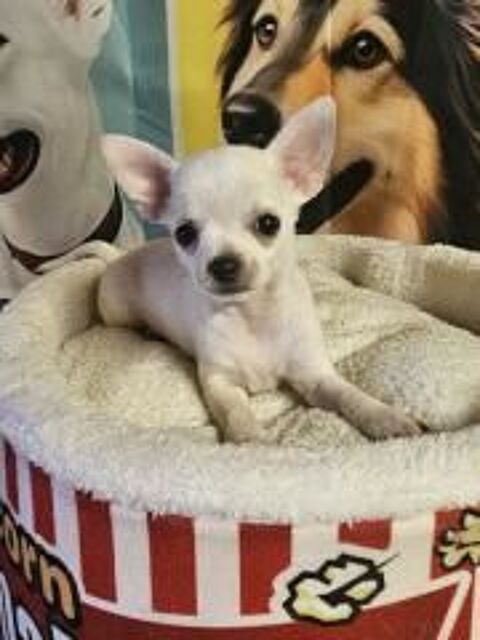 chihuahua 800 31230 Montbernard
