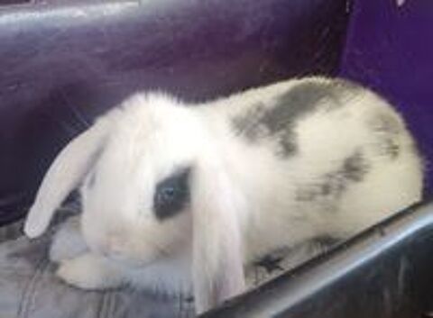   Lapin bélier nain  