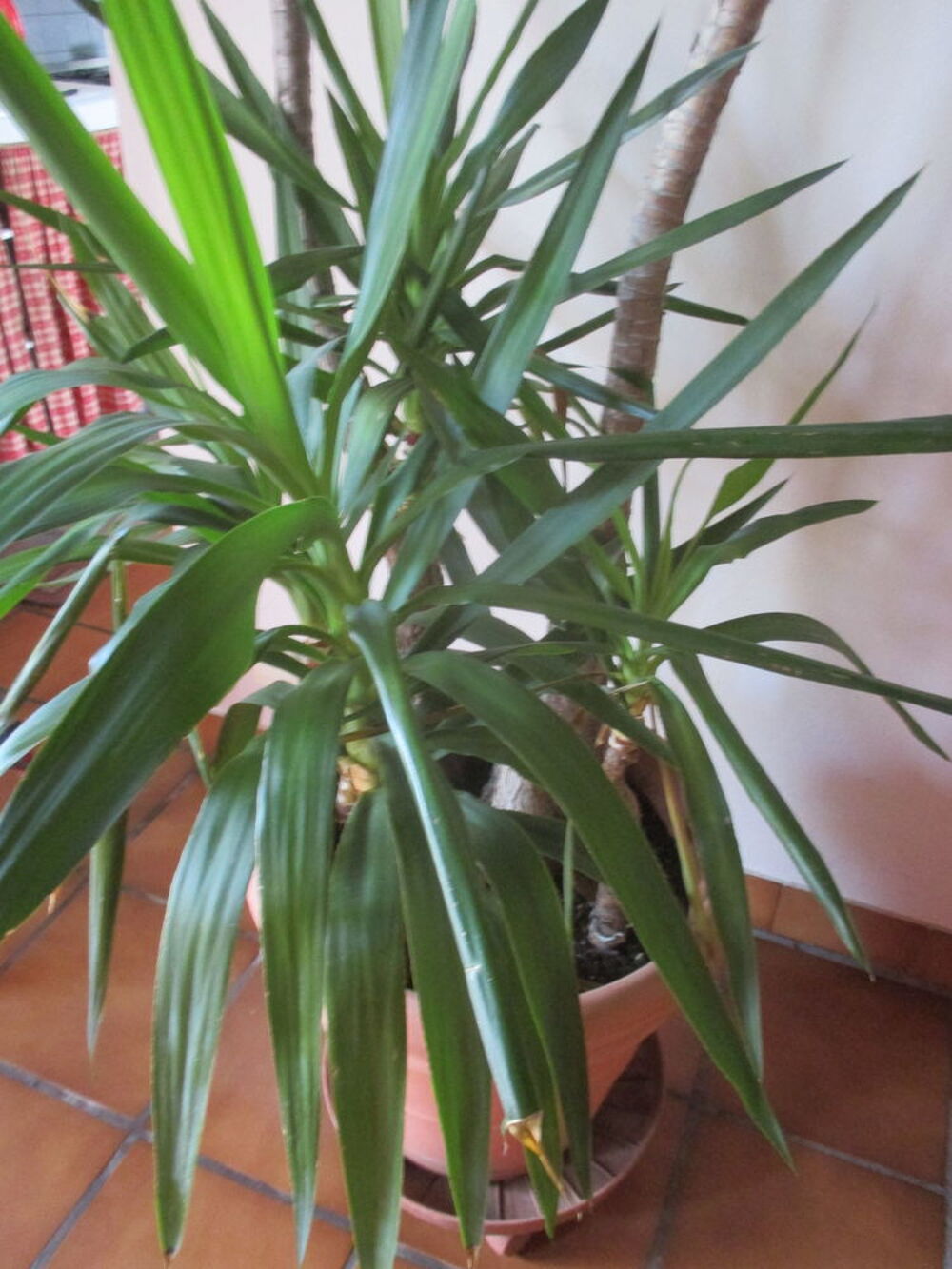 YUCCA Dcoration