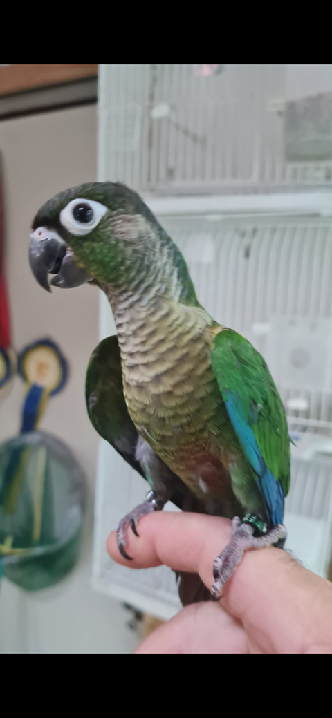 Jeune Conure de 4 mois eam 350 06130 Grasse