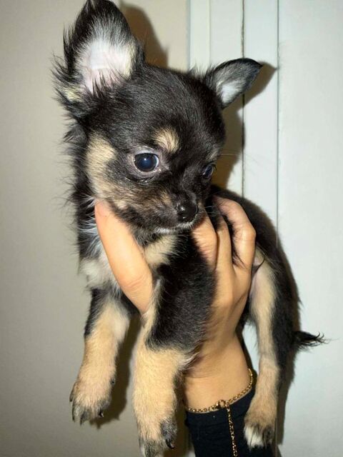 chiot+Chihuaha+m&agrave;&cent;le+et+femelle+sevr&eacute;e 850 62300 Lens