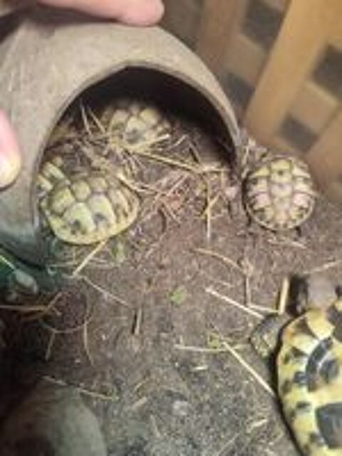   Tortue Hermanni boettgeri 