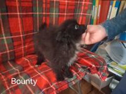   chiot spitz allemand 