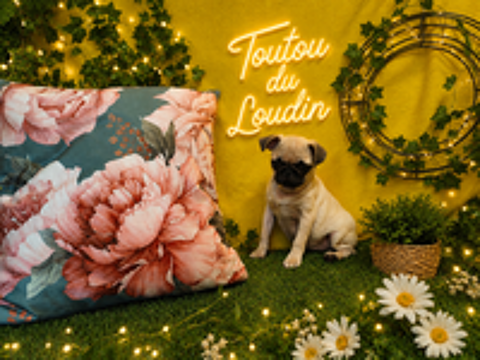   Chiot Carlin Femelle 