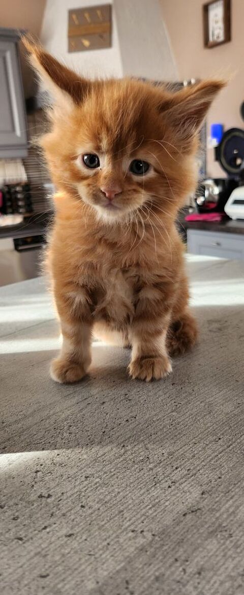 Chatons Maine coon LOOF 1300 88640 Jussarupt