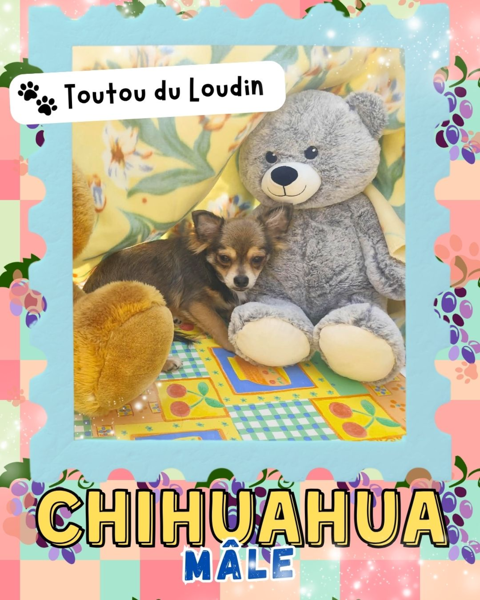 Chiot chihuahua m&acirc;le poils longs 500 18140 Précy