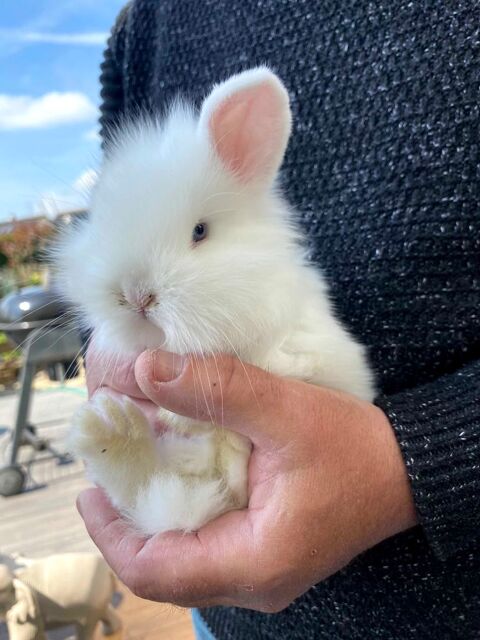 lapin nain mà¢le 0 53940 Le genest-saint-isle