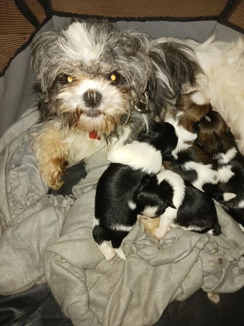 L &Eacute;LEVAGE DES SHIHS TZU DE MARY 800 34400 Lunel
