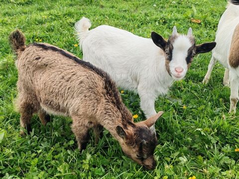 Ch&egrave;vres naines 50 22230 Loscou�t-sur-meu