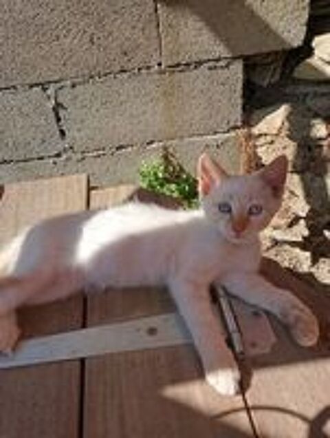   Chaton à adopter 