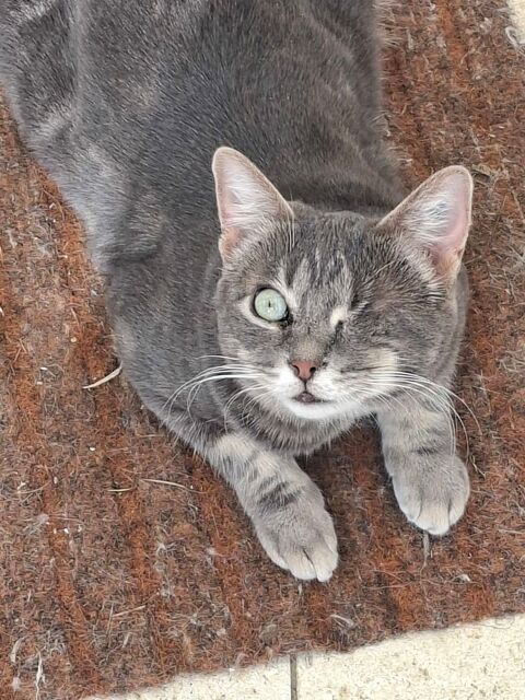 LALIE FEMELLE TIGREE GRIS 1 AN 1/2 195 92260 Fontenay-aux-roses