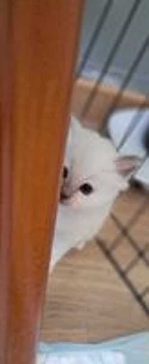   Femelle sacr de Birmanie LOOF 