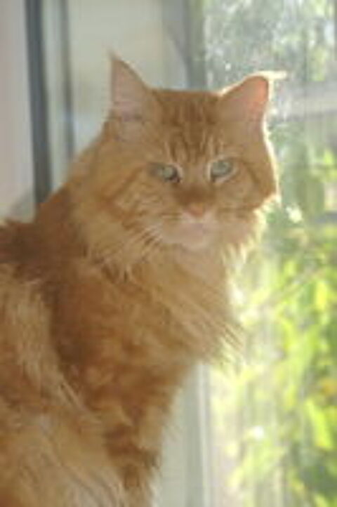   Viking, Maine Coon roux cherche un foyer 