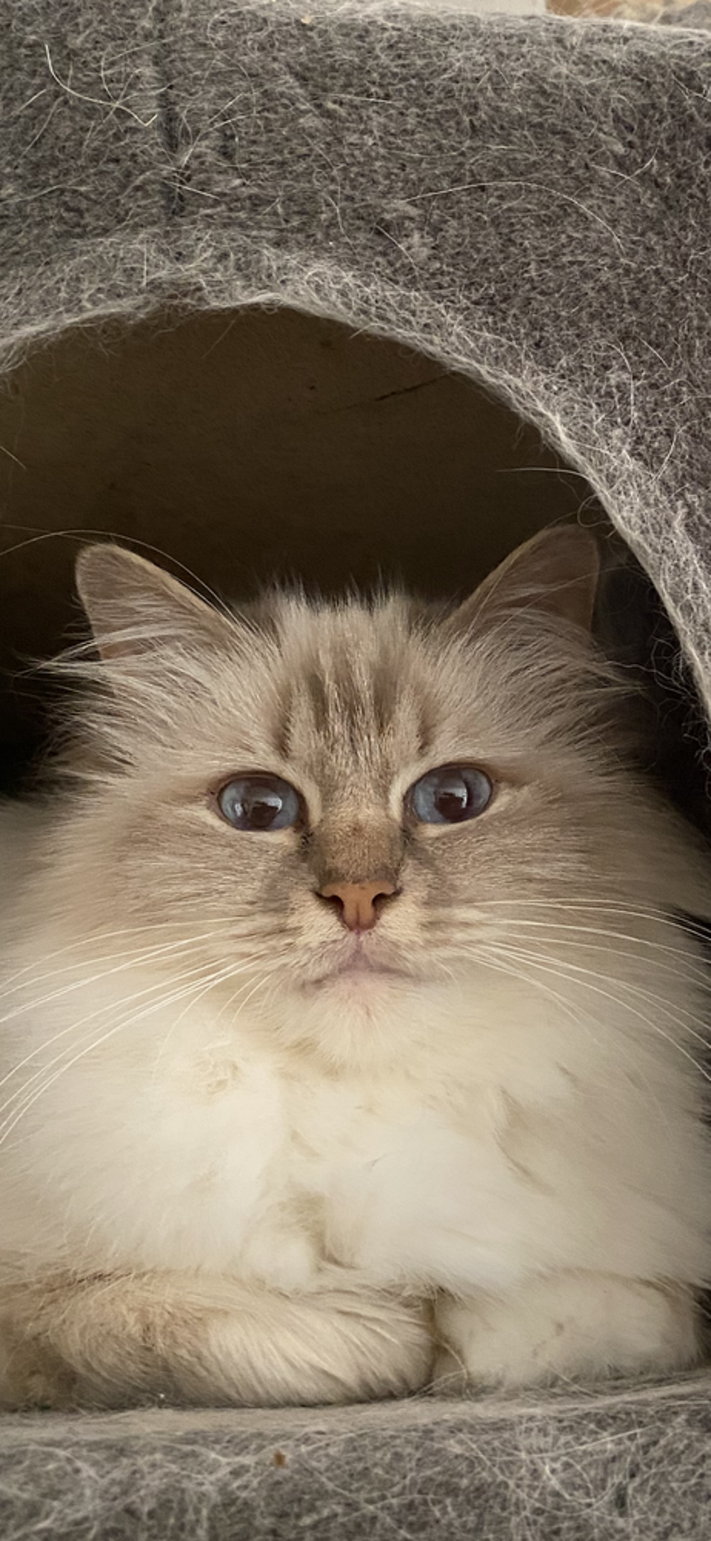   Magnifique chate sacre de Birmanie, 9 ans 