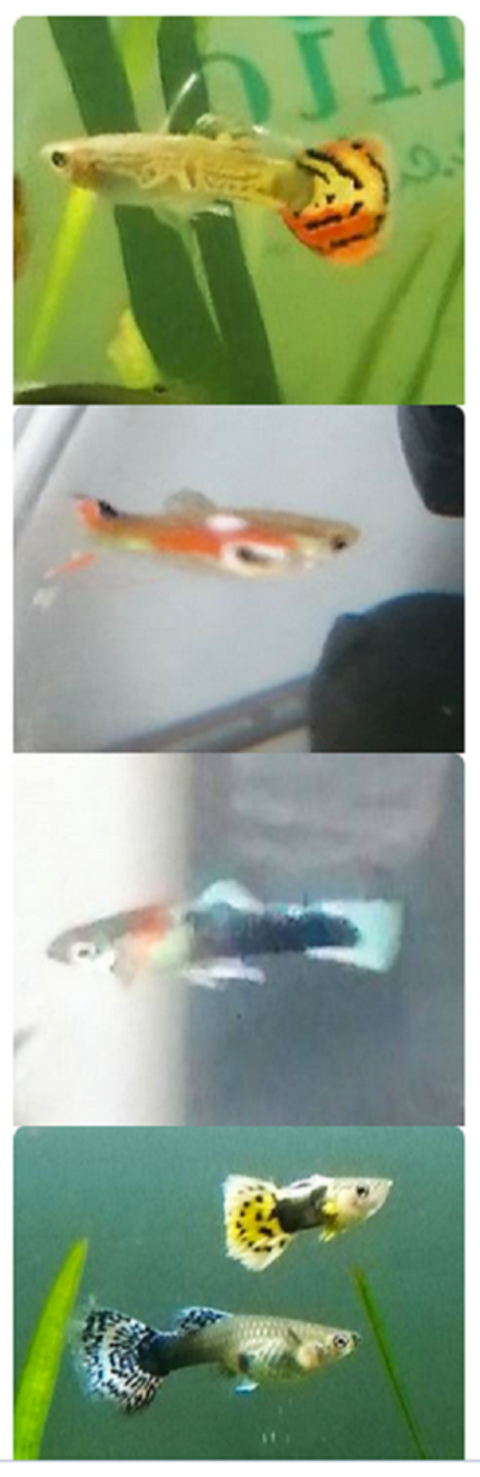 Plusieurs espèces de Guppys 2 92800 Puteaux