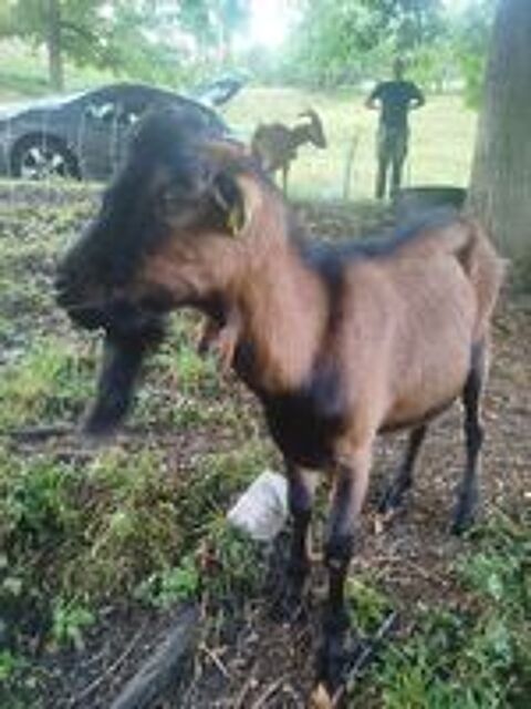   Bouc entier  