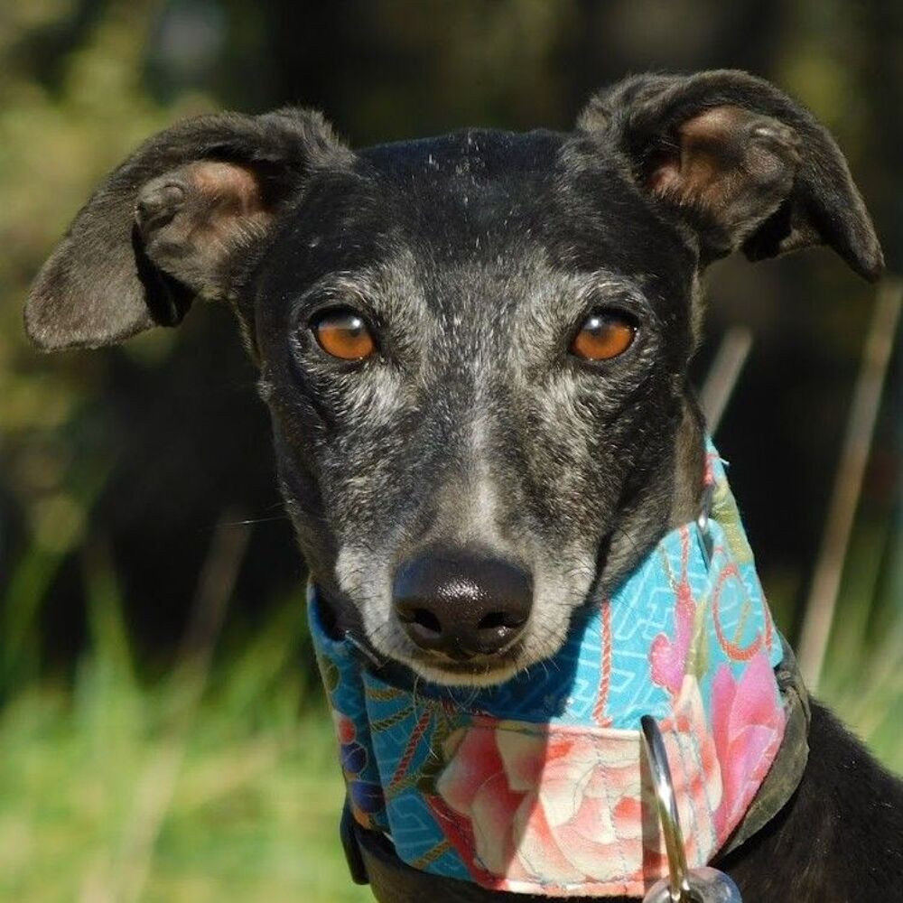   NAOMI - 2 ans – une adoption du cœur❤️ 