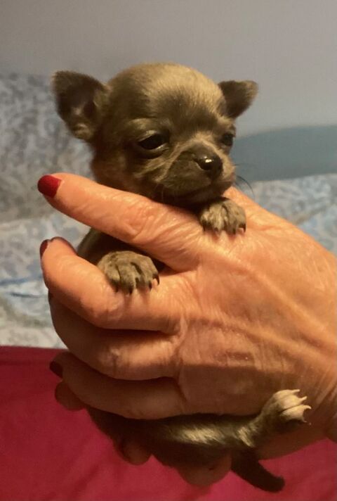 2 mà¢les chihuahuas de pure race. 1200 75013 Paris