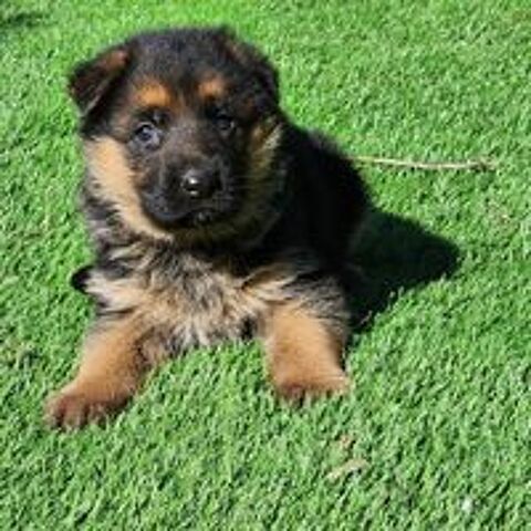   Chiots Berger Allemand LOF poils courts 