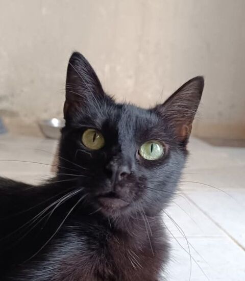 SOMBRA 240 27620 Gasny