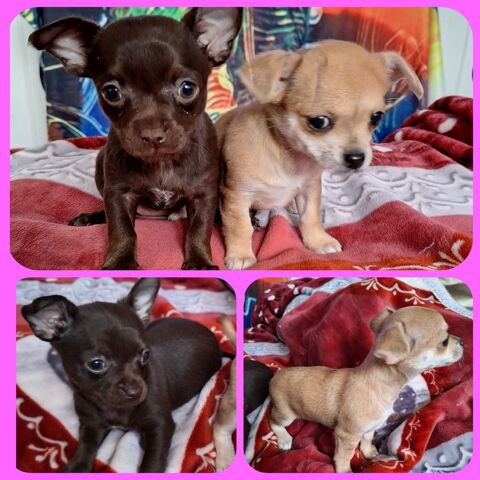 2 adorables Chihuahuas mâles 1000 94200 Ivry-sur-seine