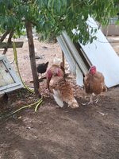   poule et coq canard dinde,dinde royal 