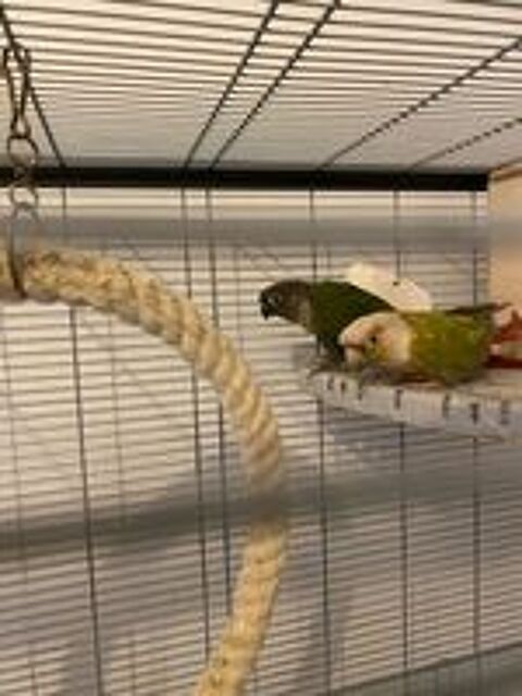   Couple conure 