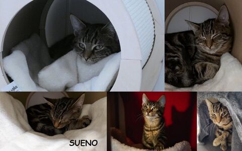 SUENO chat à adopter 1 27170 Beaumont-le-roger