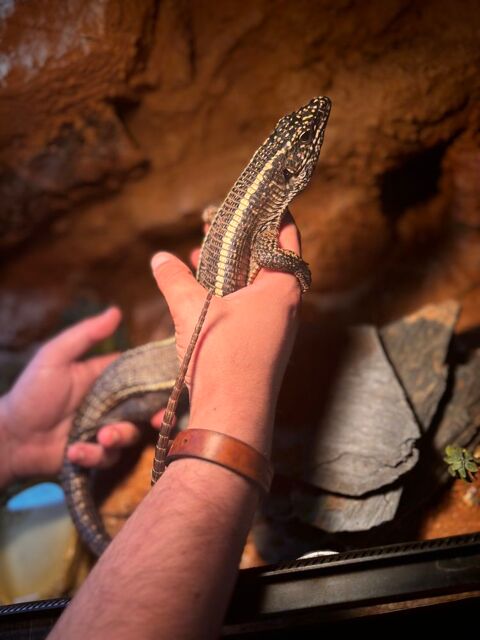 Gerrhosaurus validus 150 56130 Théhillac