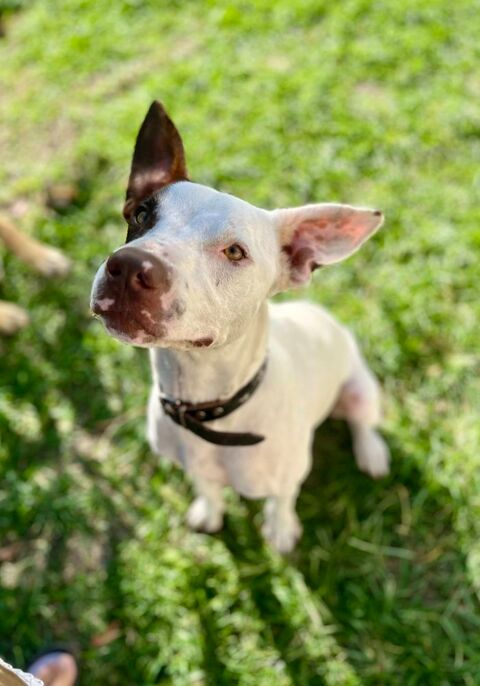 Neo, m&acirc;le crois&eacute; berger, n&eacute; le 01/01/2025 🐶 380 44000 Nantes