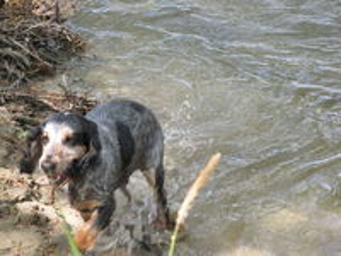   Donne chien cocker anglais 