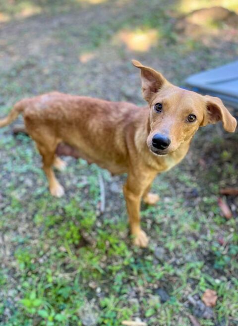 Z&eacute;ri, femelle berger cr&eacute;ole, n&eacute;e le 01/01/2024 380 13100 Aix-en-provence