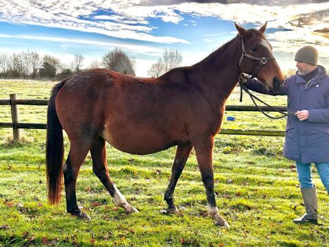  Poulini&egrave;re 850 14600 Genneville