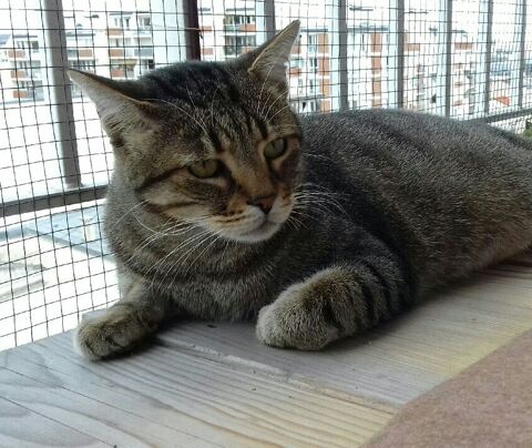JASPE CHAT TIGRE 10 ANS 1/2 145 92260 Fontenay-aux-roses
