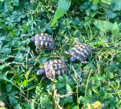 Tortues juv&eacute;niles 40 84310 Mori�res-l�s-avignon