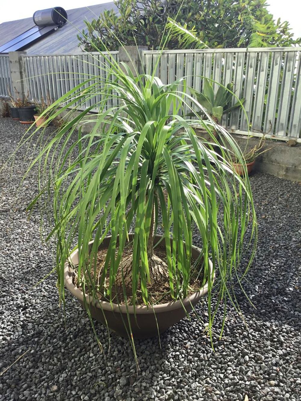TR&Egrave;S BEAU BOCANEA Jardin