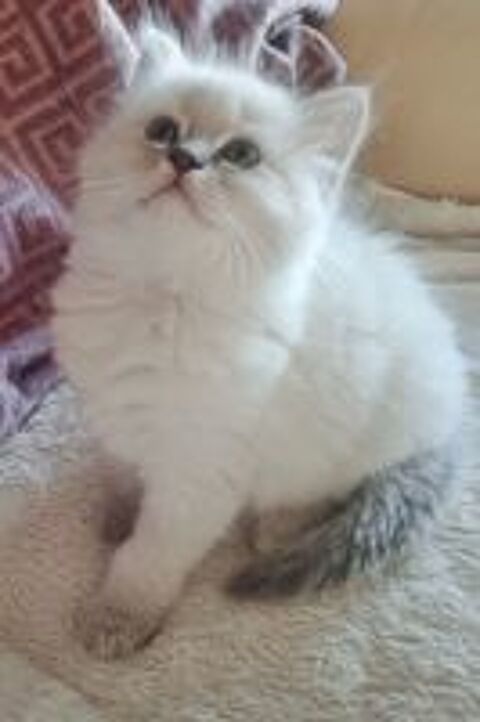   Chatons ragdoll  