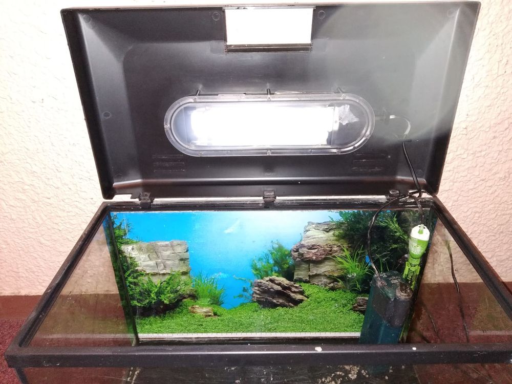 Aquarium 55 l Décoration