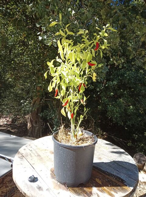 Piment du Maroc Néoules (83)