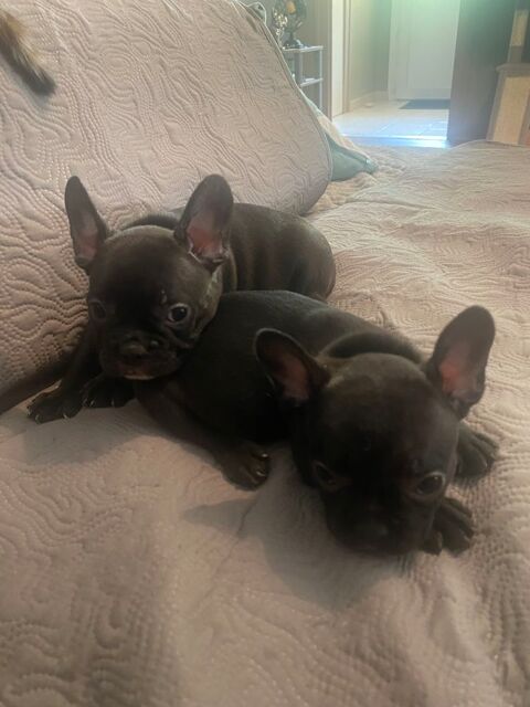 Chiots bouledogue fran&ccedil;ais, femelles et m&acirc;les 850 33210 Preignac