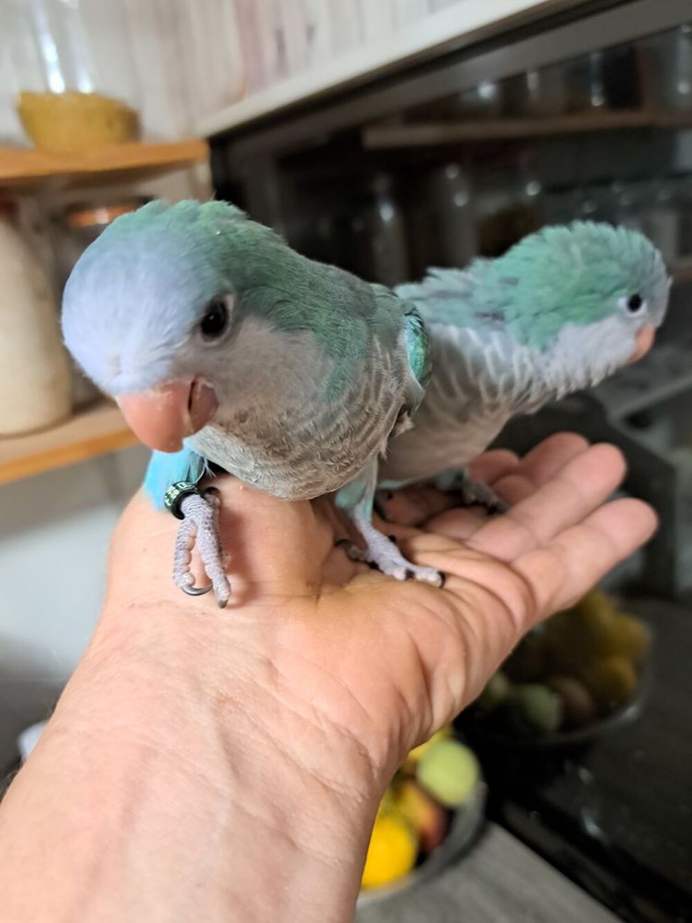   Conures souris ( veuve  ) Femelle EAM 
