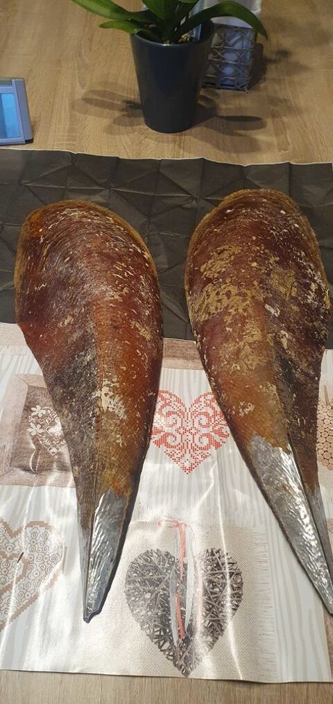 Grande nacre de 62cm 80 Reyrieux (01)