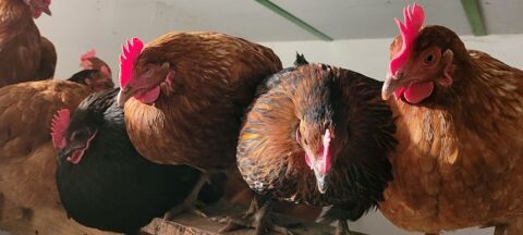 Poules Pondeuses de r&eacute;forme 5 67110 Gundershoffen
