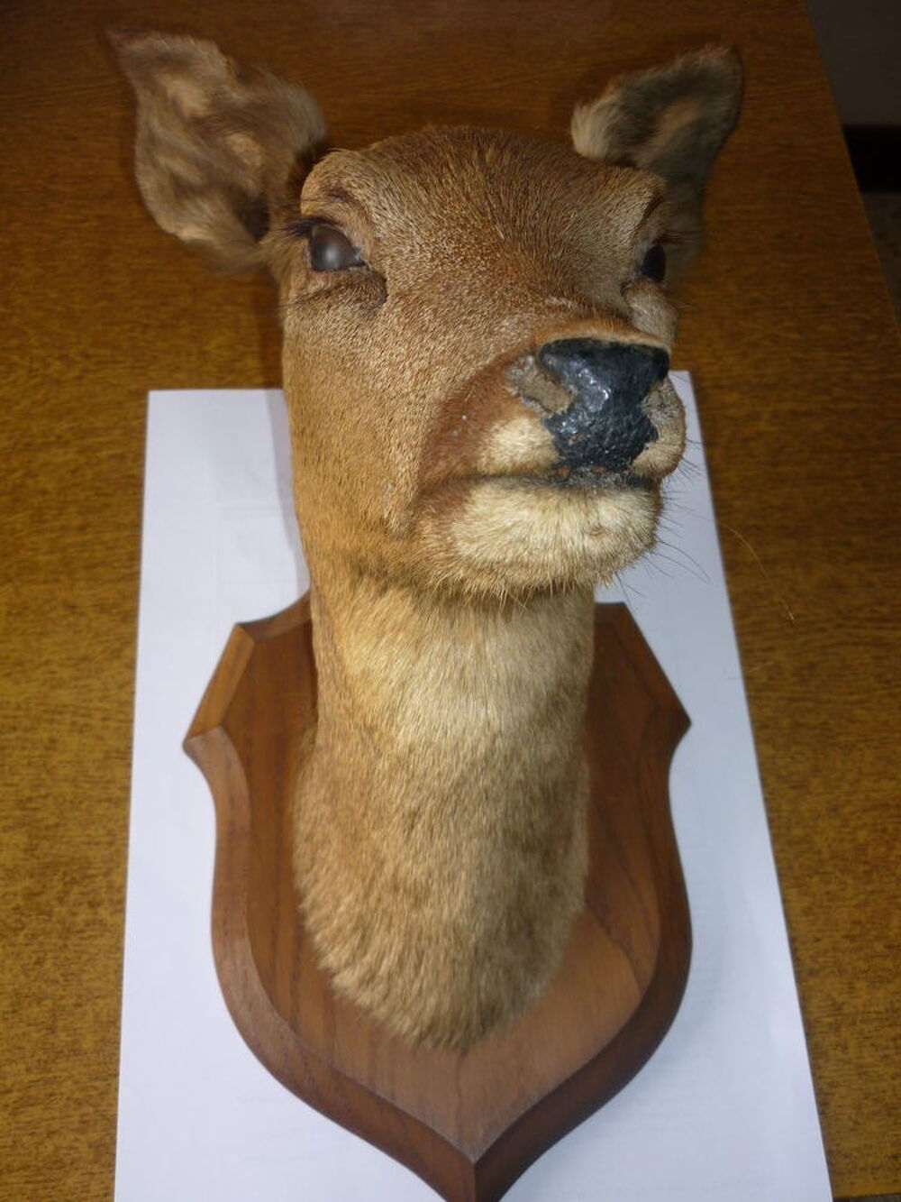 T&ecirc;te de biche naturalis&eacute;e Décoration
