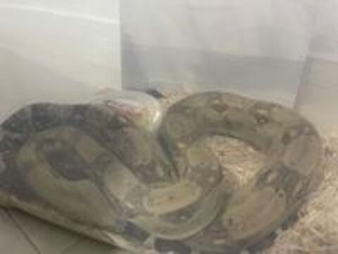   Ce serpent le propritaire la abandonn chez moi 
