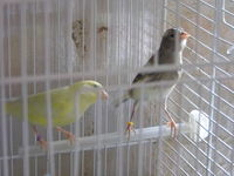   canari timbrado 
